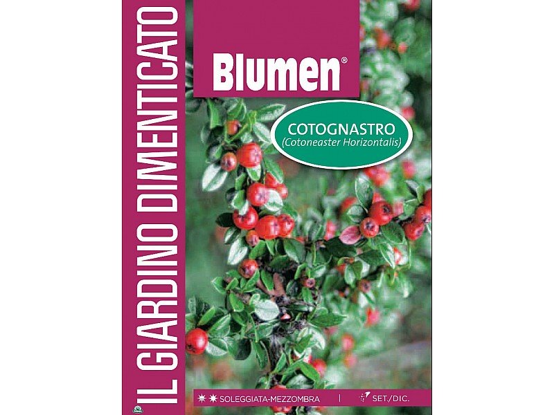 BUSTINA CON SEMI DI COTOGNASTRO