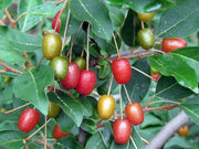 ELEAGNUS UMBELLATA (1 PIANTA)