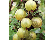 UVA SPINA BIANCA GIALLA VASO 5LT (1 PIANTA)