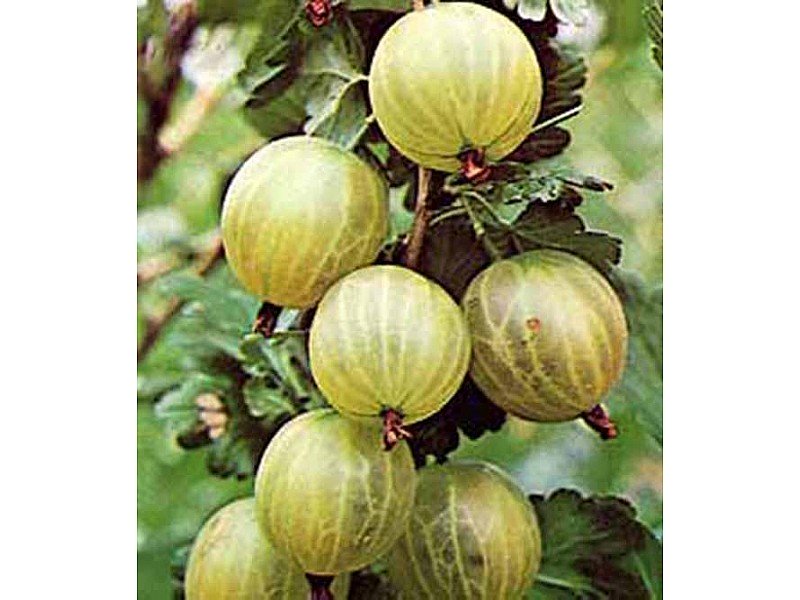 UVA SPINA BIANCA GIALLA VASO 2LT