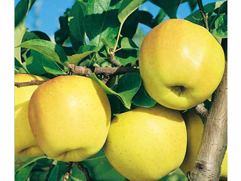 MELO GOLDEN DELICIOUS B (1 PIANTA)