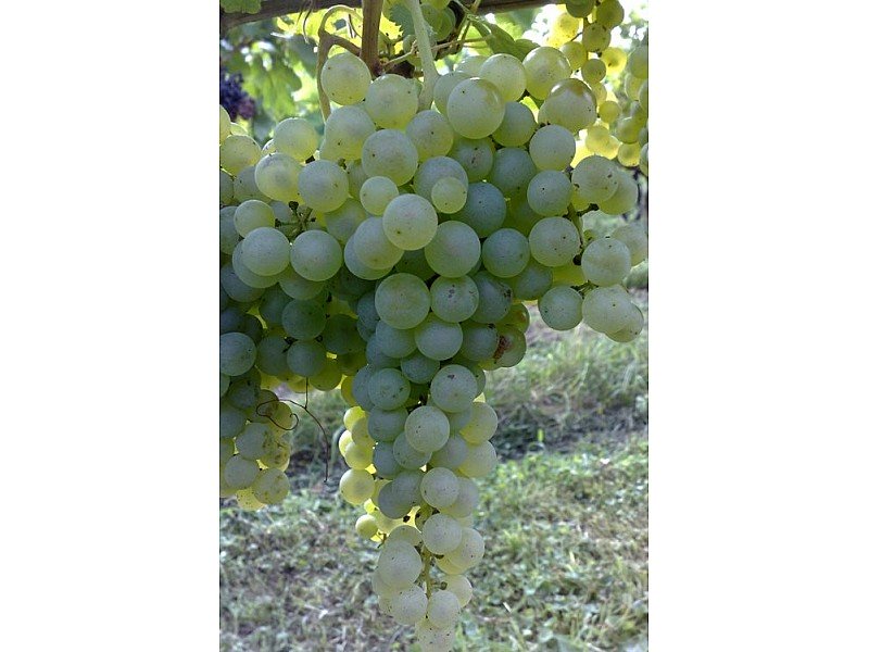 UVA LUGLIENGA  O SANT'ANNA (1 PIANTA)