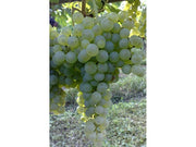 UVA LUGLIENGA LUGLIATICA O SANT'ANNA VASO 12CM