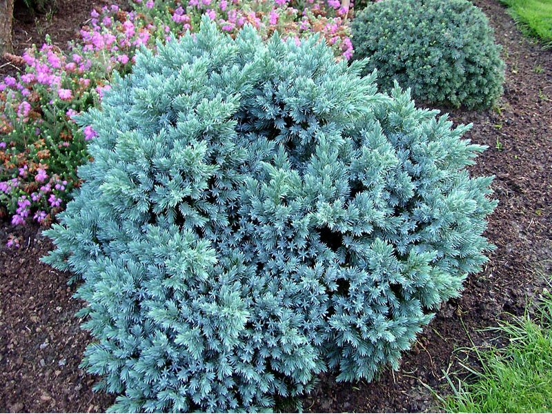 JUNIPERUS GINEPRO SQUAMATA BLUE STAR IN VASO 18CM