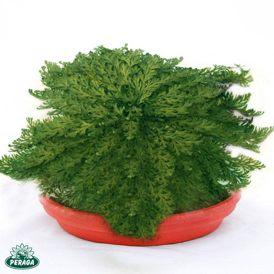 ROSA DI JERICHO (1 PIANTA)