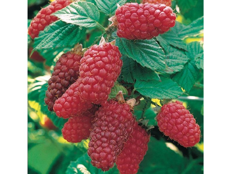 LAMPONE TAYBERRY MEDANA (1 PIANTA)