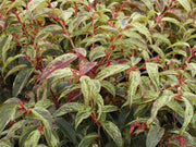 LEUCOTHOE RAINBOW VASO 25CM