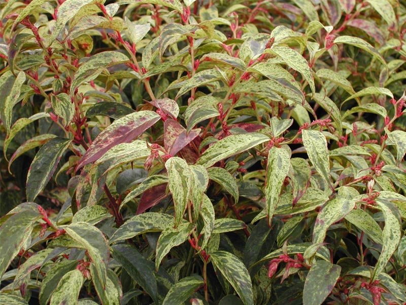 LEUCOTHOE RAINBOW VASO 18CM