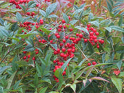 NANDINA DOMESTICA IN VASO 24CM