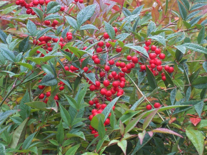 NANDINA DOMESTICA IN VASO 24CM