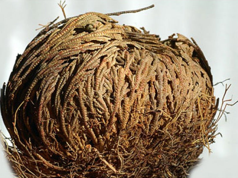 ROSA DI JERICHO (3 PIANTE)