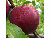 SUSINO SANGUE DI DRAGO (1 PIANTA)