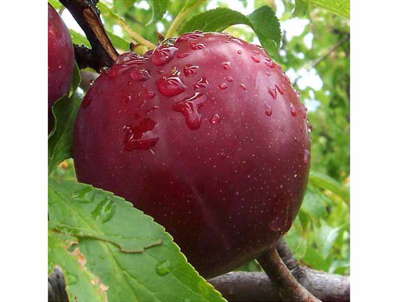 SUSINO SANGUE DI DRAGO (1 PIANTA)