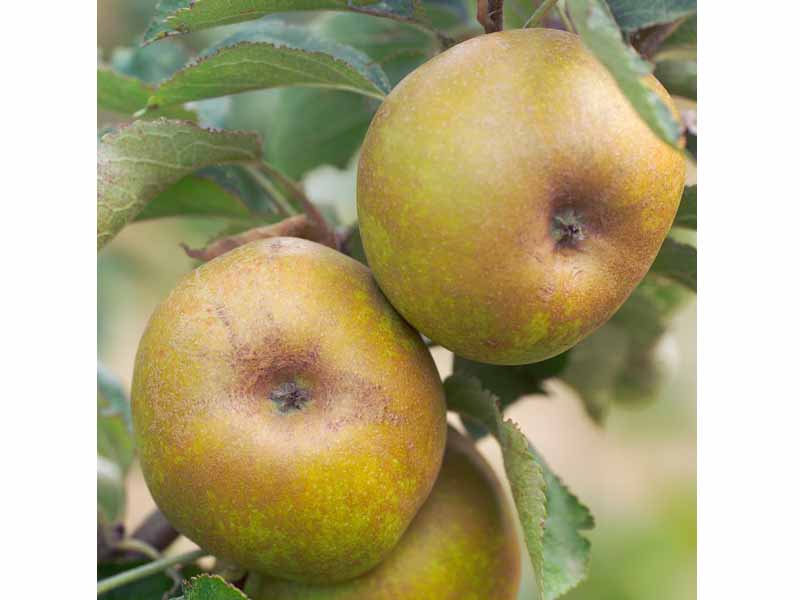 MELO RENETTA DEL CANADA (1 PIANTA)