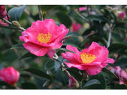 CAMELIA SASANQUA KANJIRO IN VASO 21CM