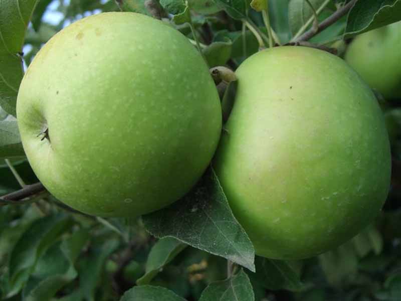 MELO GRANNY SMITH (1 PIANTA)