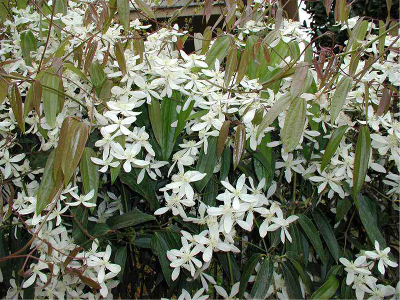 CLEMATIDE ARMANDII VASO 18CM
