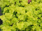 HEUCHERA LIME MARMALADE VASO 15CM
