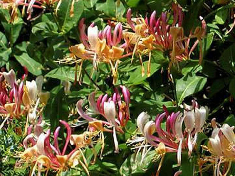 LONICERA CAPRIFOGLIO HECKROTTII AMERICAN BEAUTY IN VASO 17CM