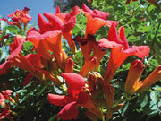 BIGNONIA CAMPSIS MADAME GALEN VASO 17CM