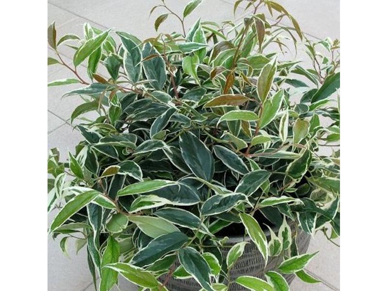LEUCOTHOE WHITEWATER (1 PIANTA)