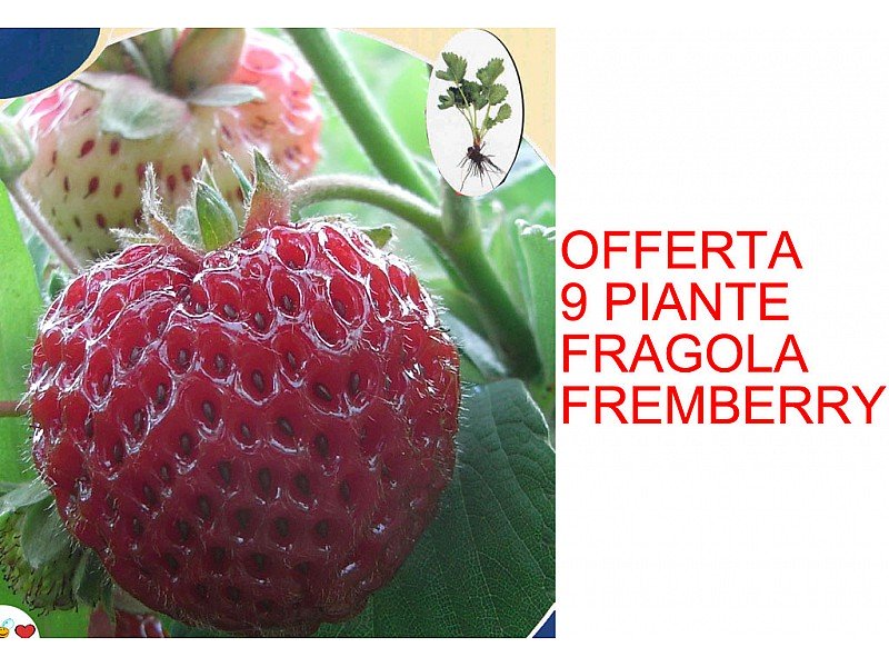 OFFERTA 9 PIANTE FRAGOLA FRAMBERRY