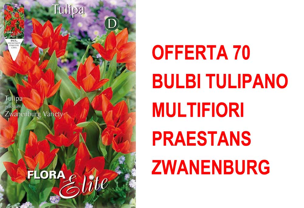 OFFERTA 70 BULBI TULIPANO MULTIFIORI PRAESTANS ZWANENBURG