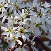 AMELANCHIER LAMARCKII PERO CORVINO IN VASO 23CM