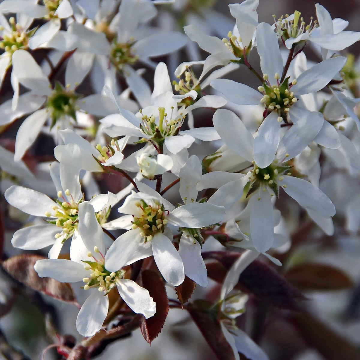 AMELANCHIER LAMARCKII PERO CORVINO IN VASO 23CM