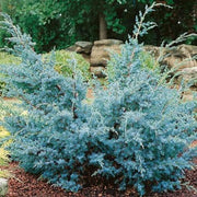 JUNIPERUS GINEPRO CHINENSIS BLUE ALPS IN VASO 23CM