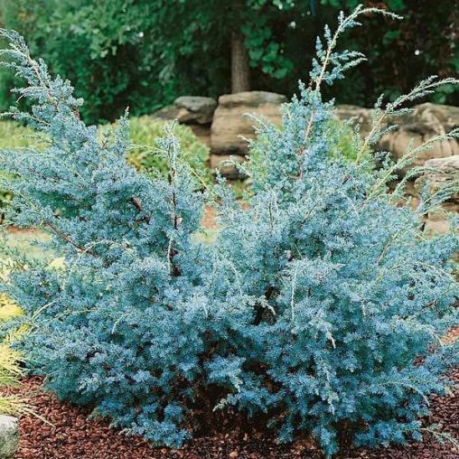 JUNIPERUS GINEPRO CHINENSIS BLUE ALPS IN VASO 21CM