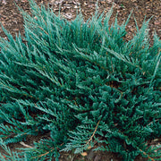 JUNIPERUS GINEPRO BLUE CHIP IN VASO 19CM