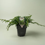 Juniperus Squamata Blue Carpet in vaso da 16cm