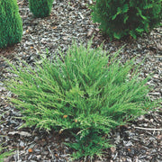 JUNIPERUS GINEPRO ANDORRA COMPACTA IN VASO 17CM