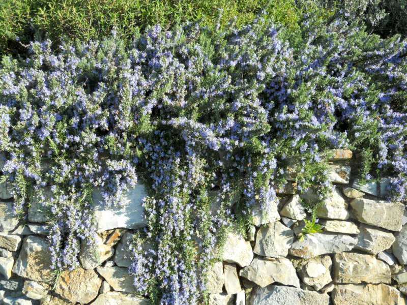 ROSMARINO SERPILLO PROSTRATUM STRICIANTE IN VASO 14CM