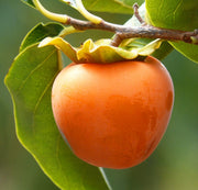 KAKI RAGNO (1 PIANTA IN PACK)