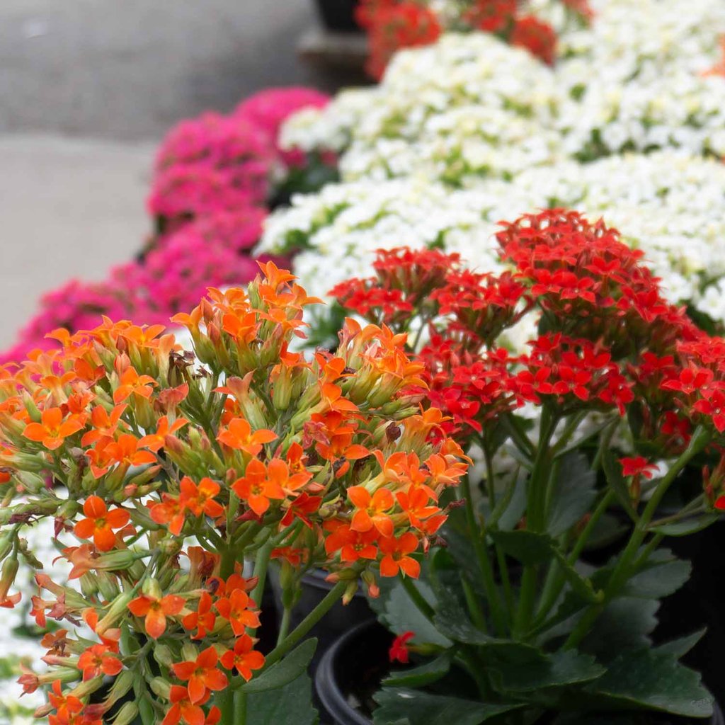 KALANCHOE COLORE ASSORTITO IN VASO 10.5CM