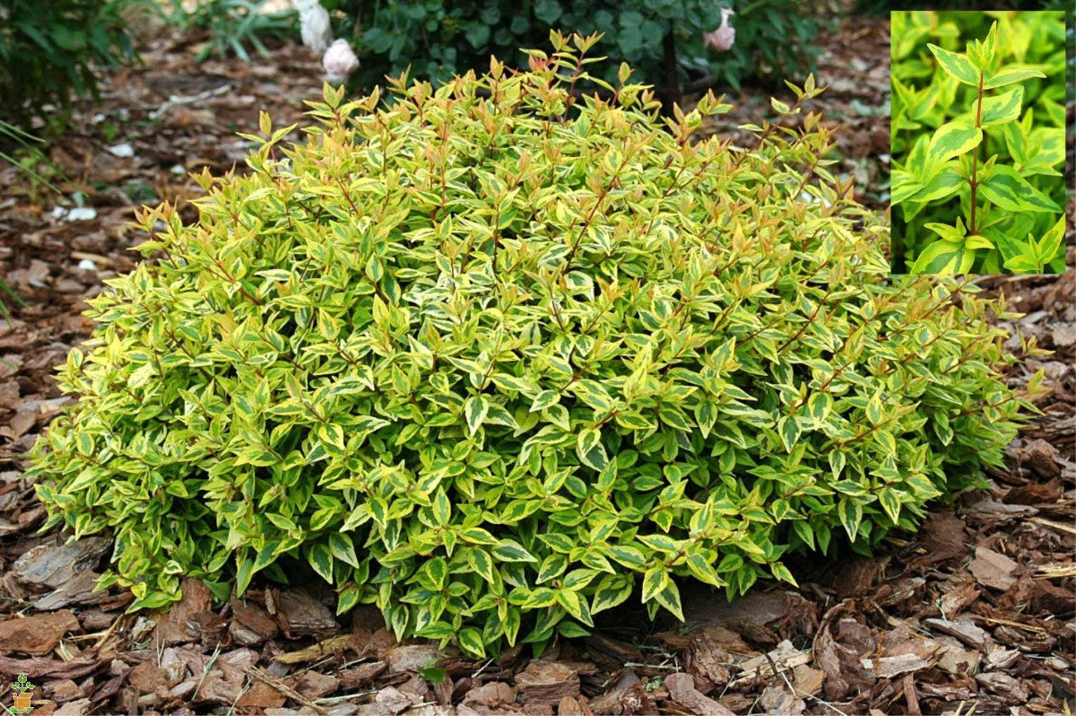 OFFERTA 6 PIANTE ABELIA GRANDIFLORA  KALEIDOSCOPE VASO 12CM