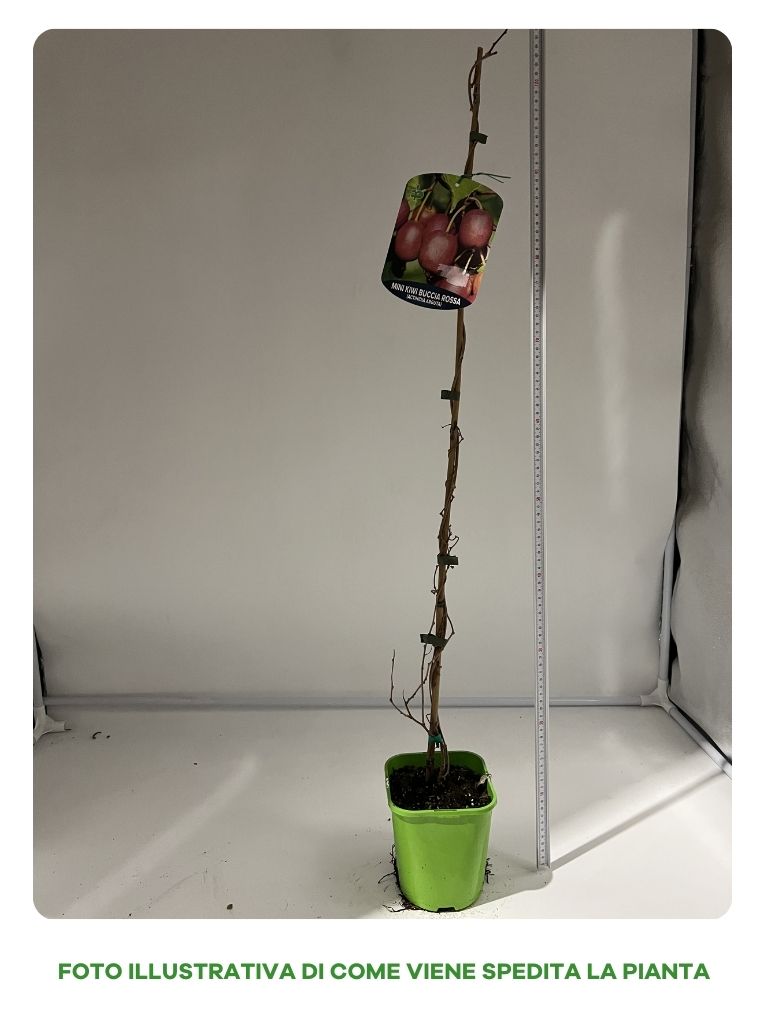 KIWI MINI KEN'S ROSSO FEMMINA VASO 15CM