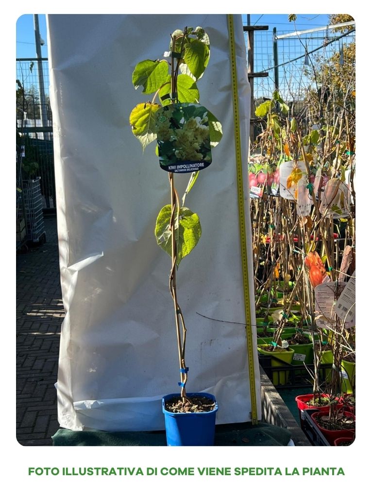 KIWI TUSCIA IN VASO 15CM