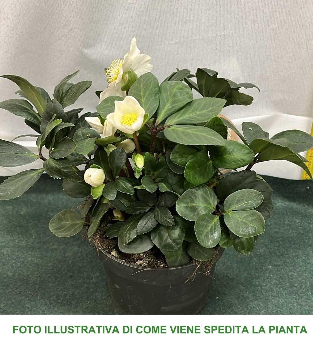 HELLEBORUS CHRISTMAS CAROL XL ROSA DI NATALE VASO 17CM
