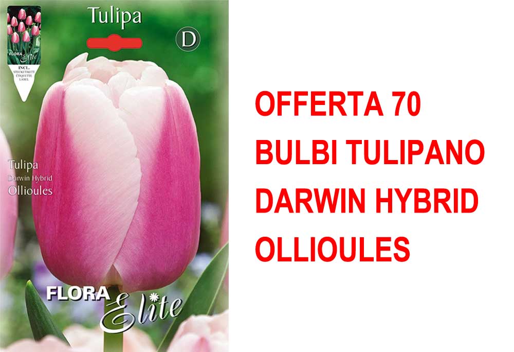 OFFERTA 70 BULBI TULIPANO DARWIN HYBRID OLLIOULES
