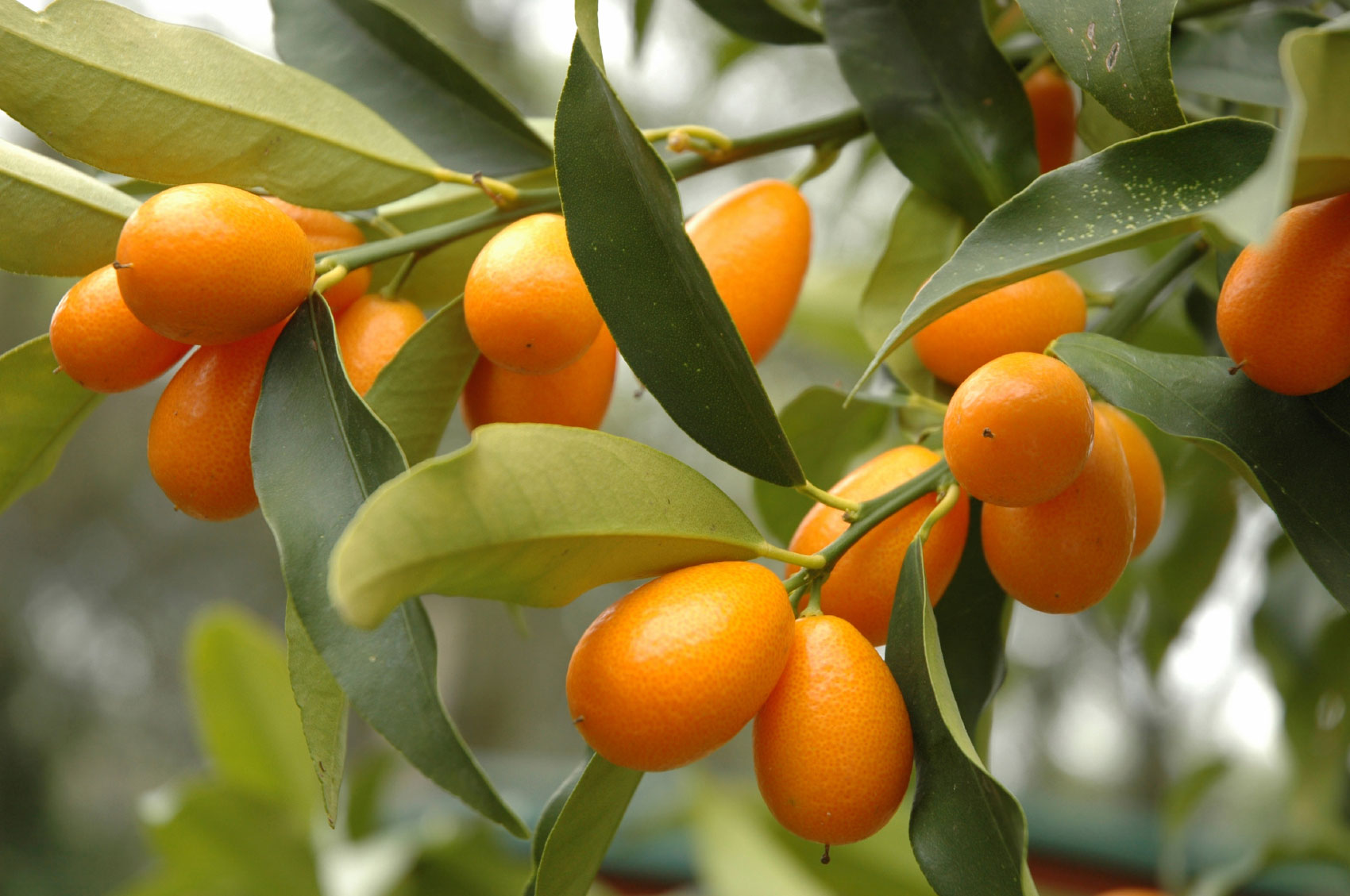 KUMQUAT MANDARINO CINESE IN VASO 20CM