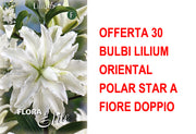 OFFERTA 30 BULBI LILIUM ORIENTAL POLAR STAR A FIORE DOPPIO