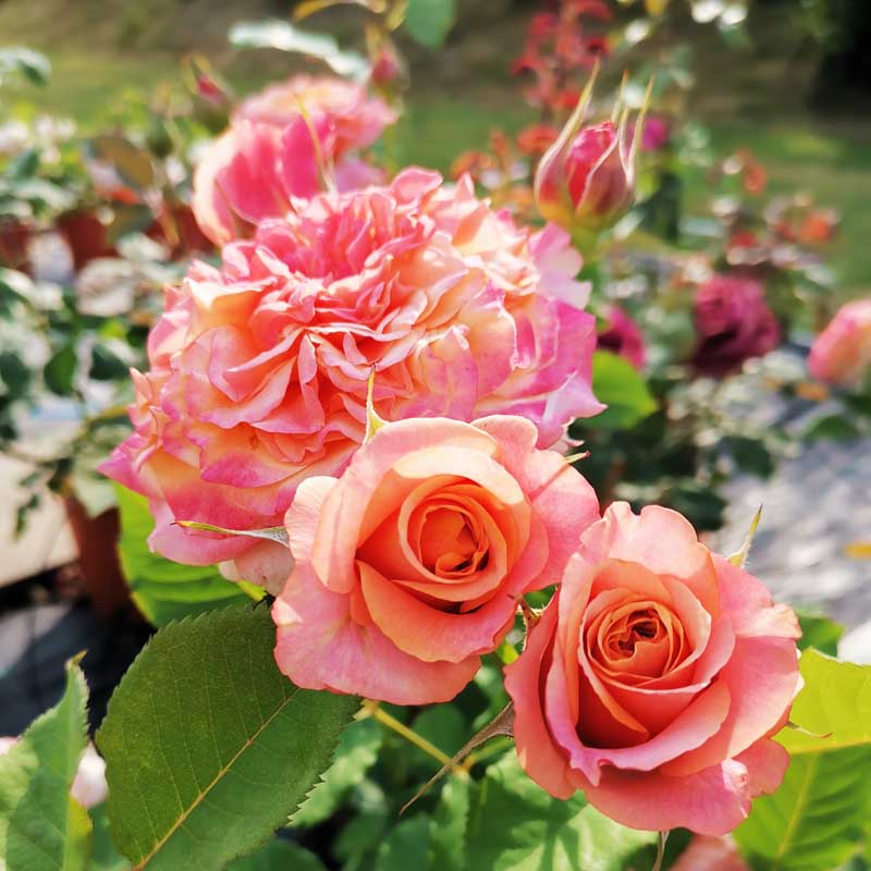 ROSA FLORIBUNDA LA VILLA COTTA IN VASO 14CM