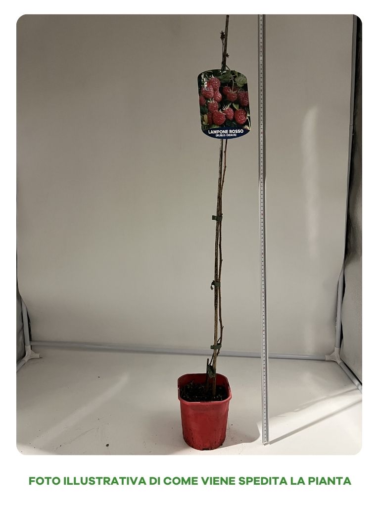 LAMPONE DOLOMIA RIFIORENTE VASO 15CM