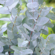 EUCALYPTUS GUNNII O EUCALIPTO DEL SIDRO VASO 12CM