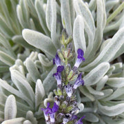 LAVANDA LANATA IN VASO DA 14CM