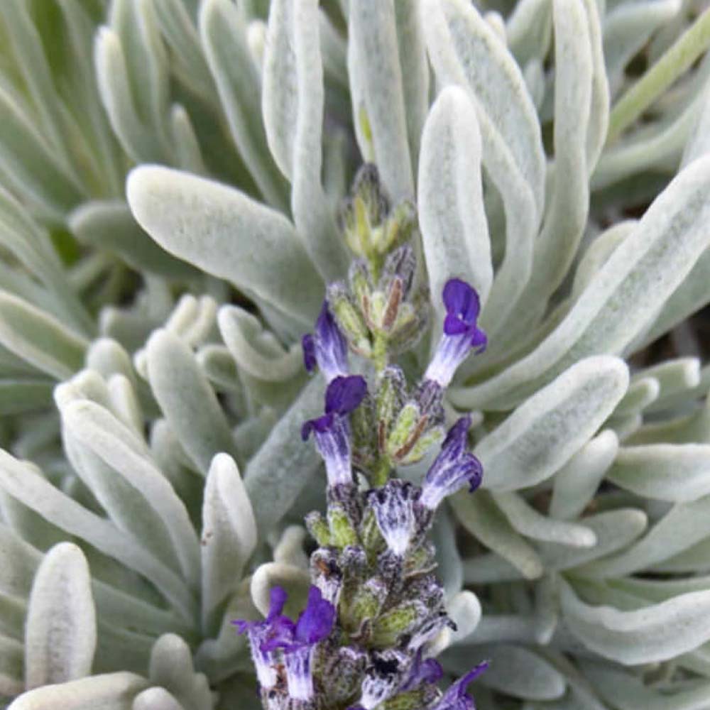 LAVANDA LANATA IN VASO DA 14CM