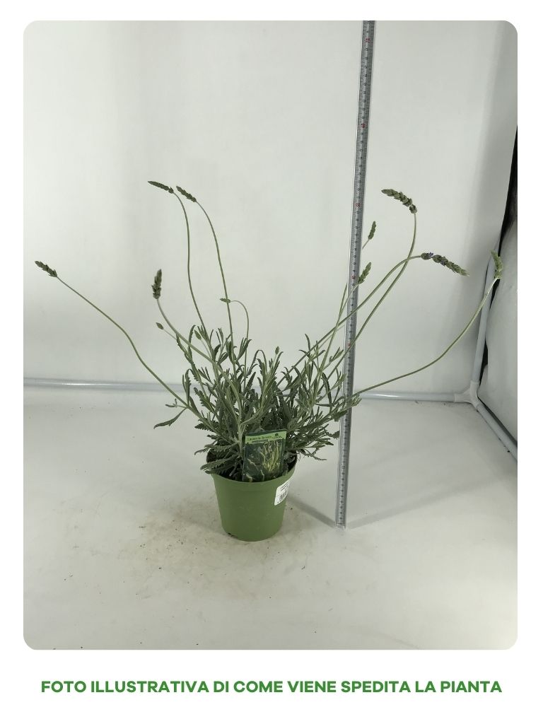 LAVANDA LANATA IN VASO DA 14CM